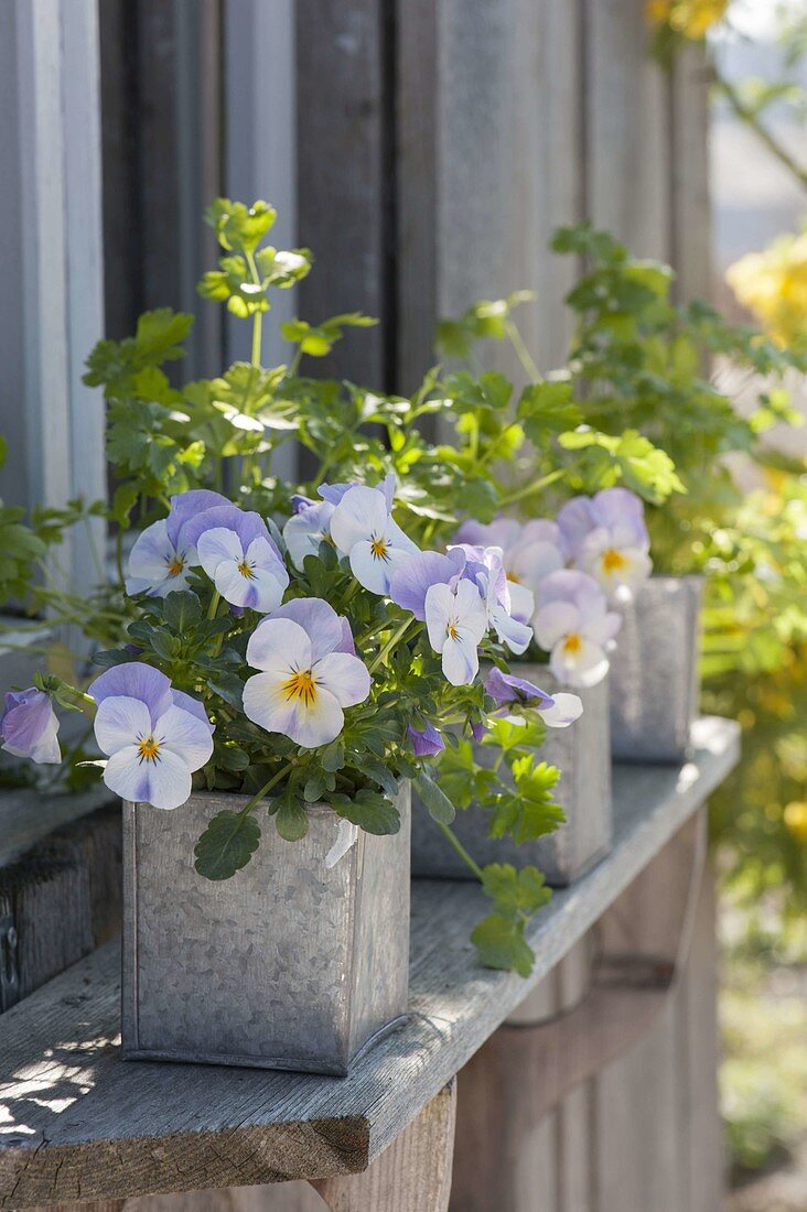 Zink-Töpfe mit Viola cornuta (Hornveilchen) und Petersilie (Petroselinum)