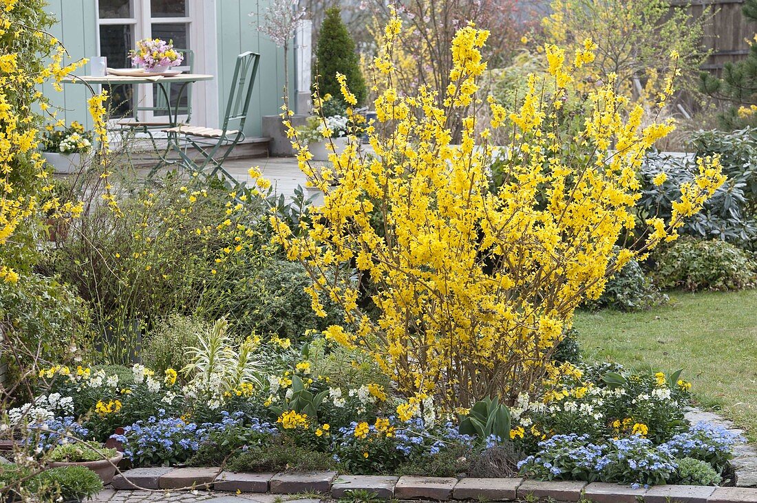 Blühende Forsythia im Terrassenbeet