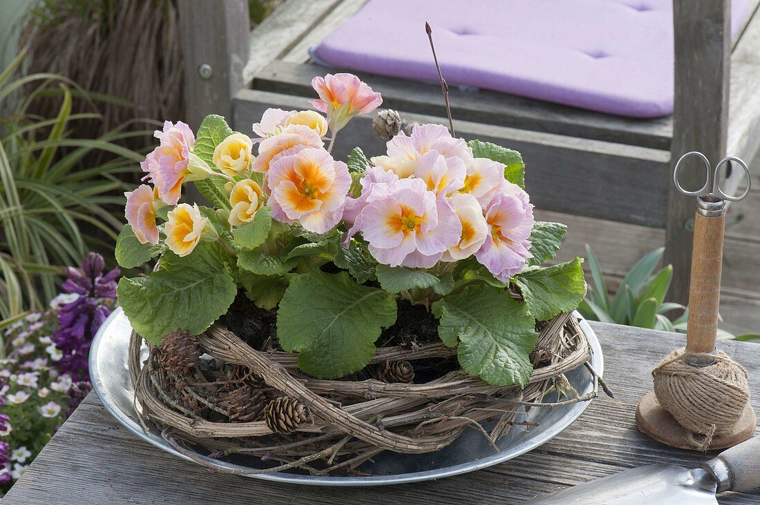 Primula acaulis (primrose) in wreath of clematis tendrils