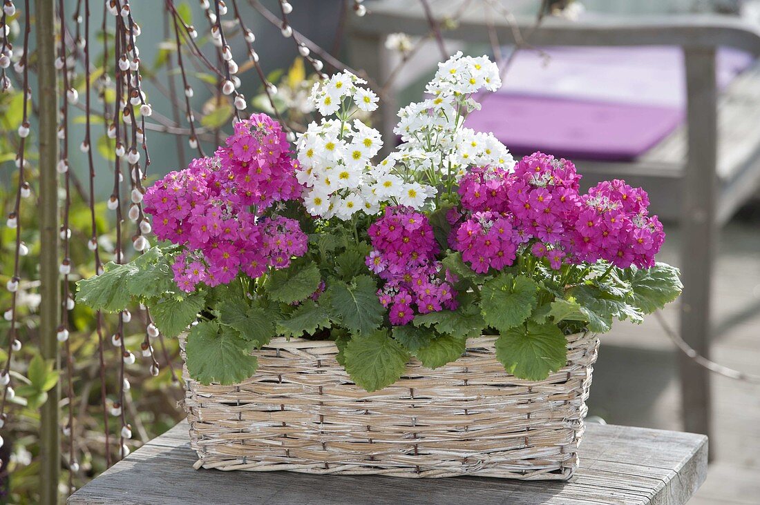 Korbkasten mit Primula malacoides (Fliederprimeln) in pink und weiss