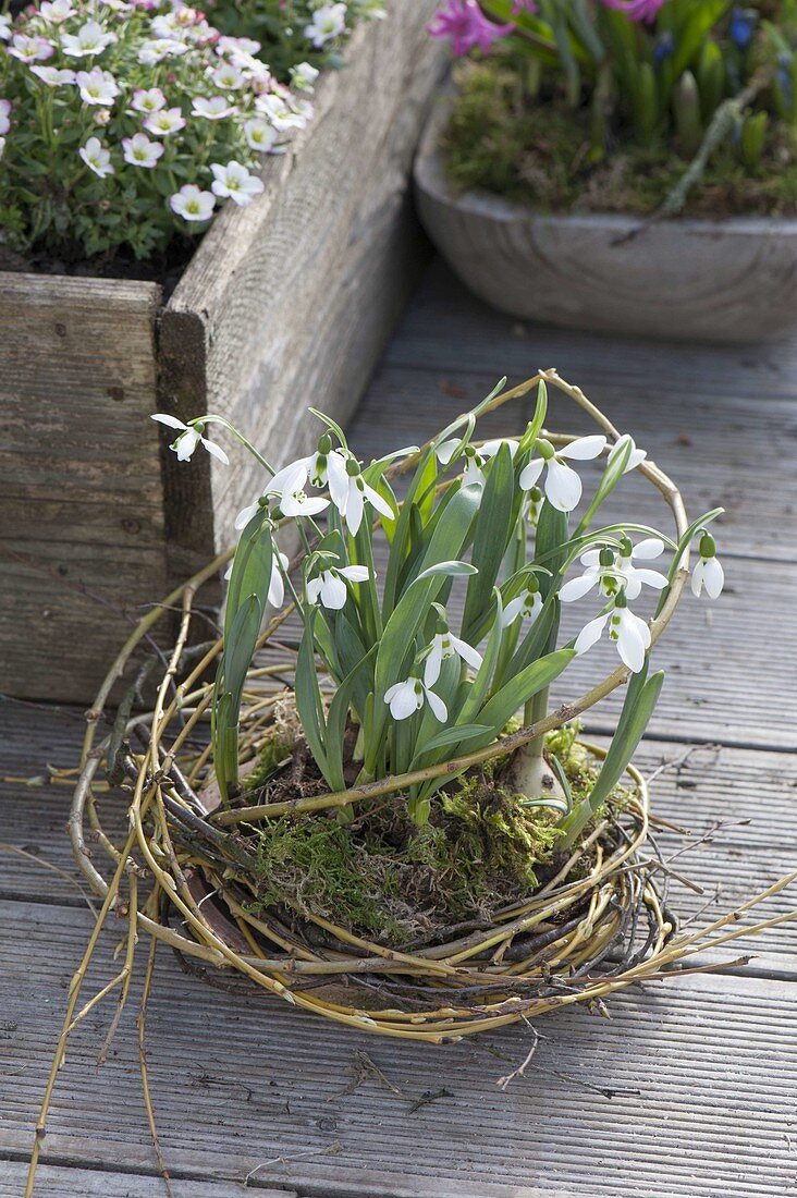 Snowdrops in the wicker nest