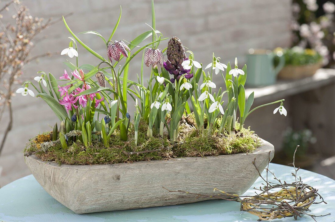 Wooden bowl with Galanthus nivalis, Hyacinthus