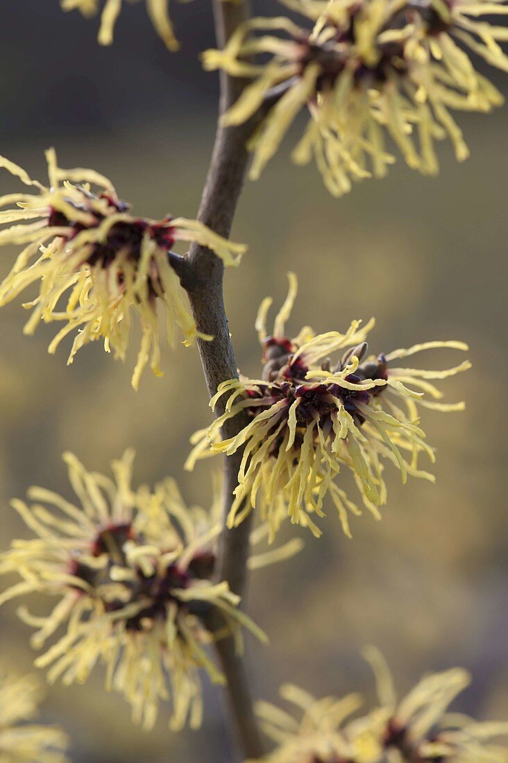 Hamamelis Intermedia 'Arnold Promise'