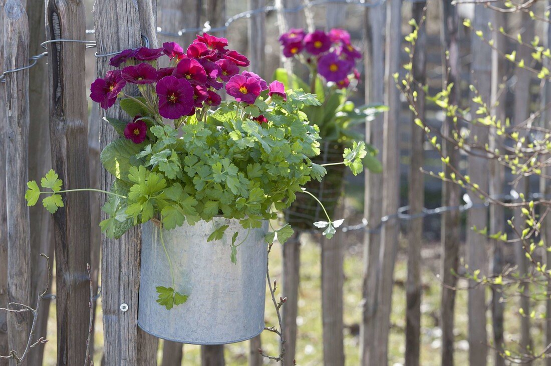 Parsley and primula elatior in zinc pot