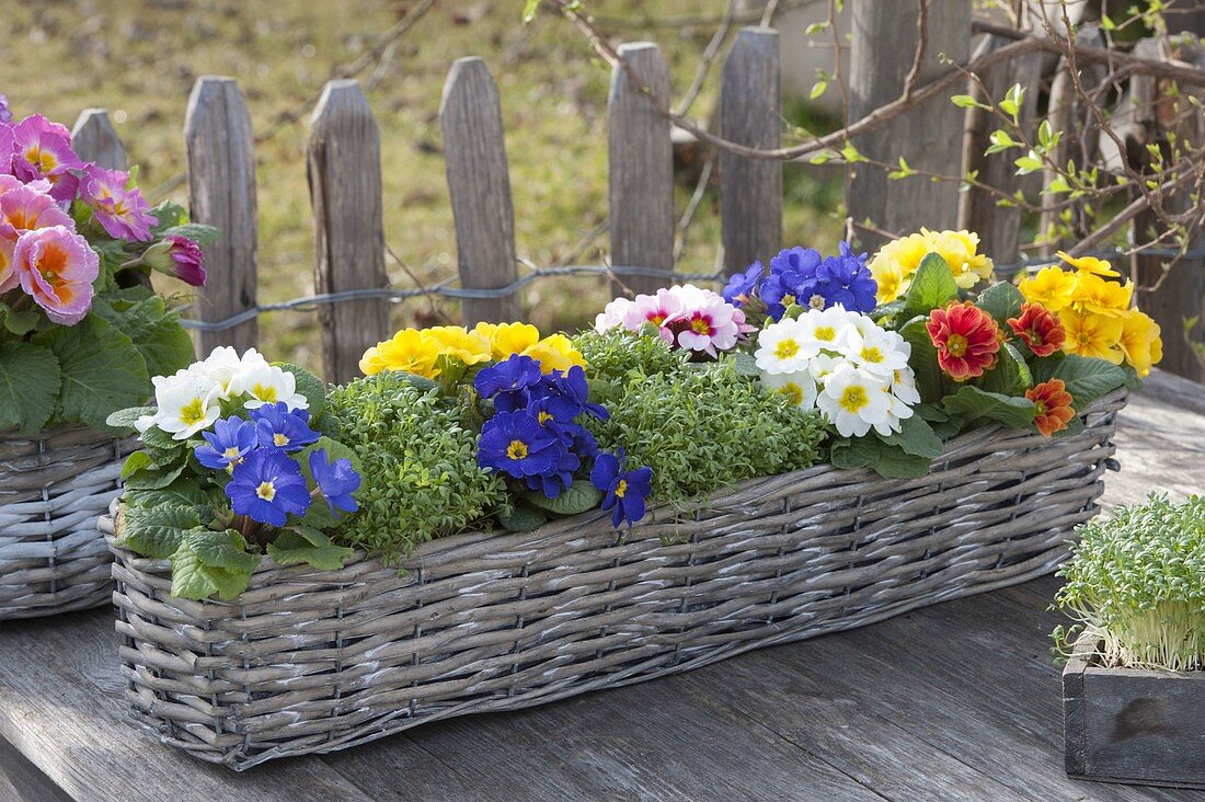 Korbkasten mit Primula acaulis (Primeln) und Kresse (Lepidium)