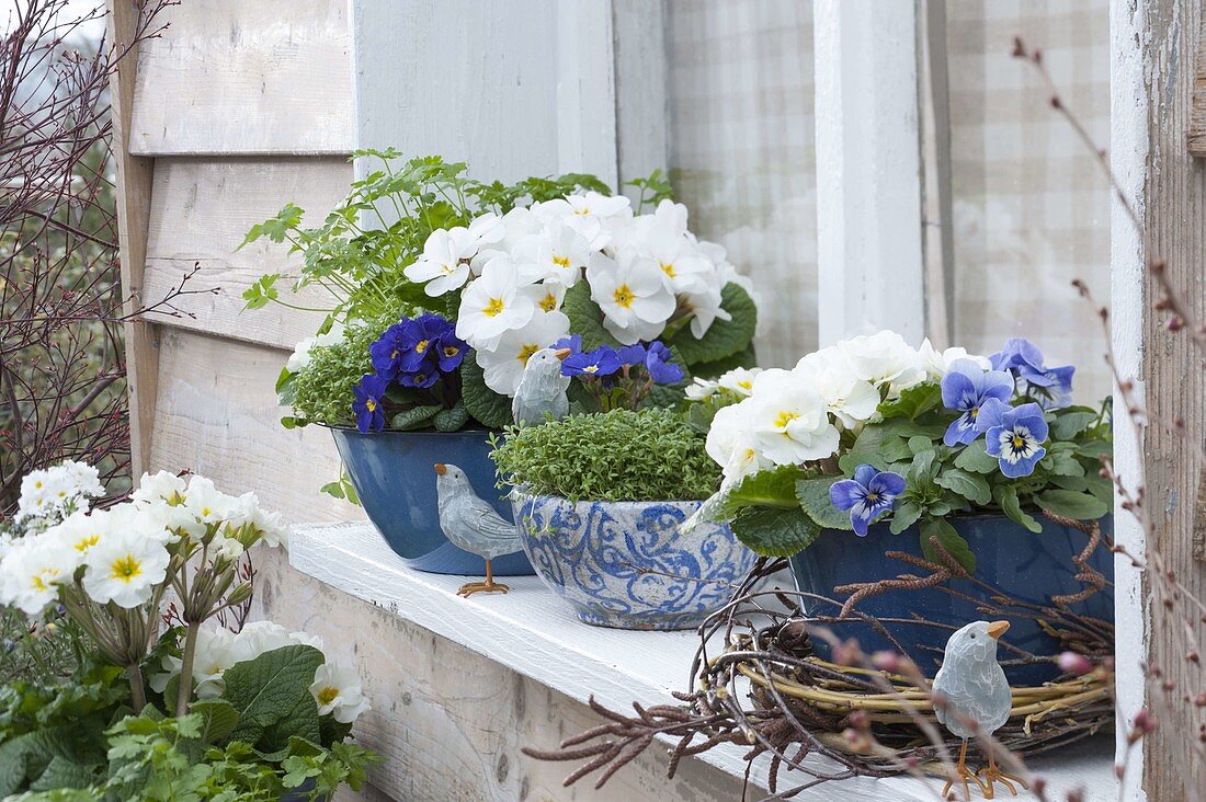 Frühling auf der Fensterbank mit Viola cornuta (Hornveilchen), Primula