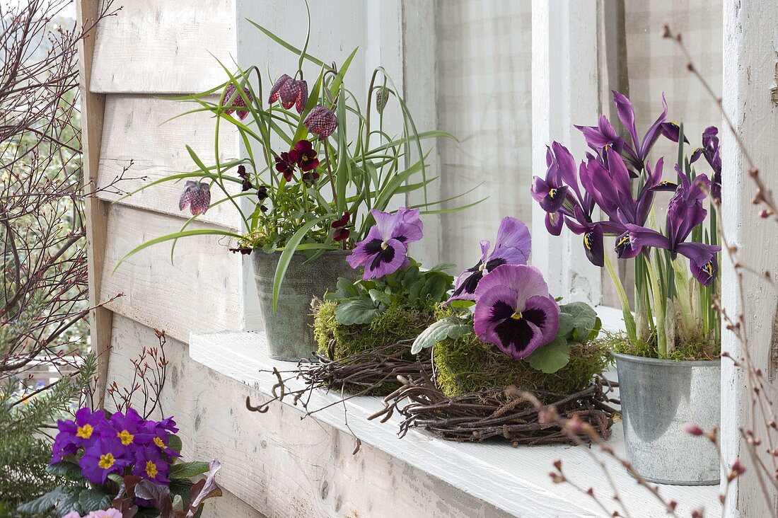 Iris reticulata, Fritillaria meleagris, Viola