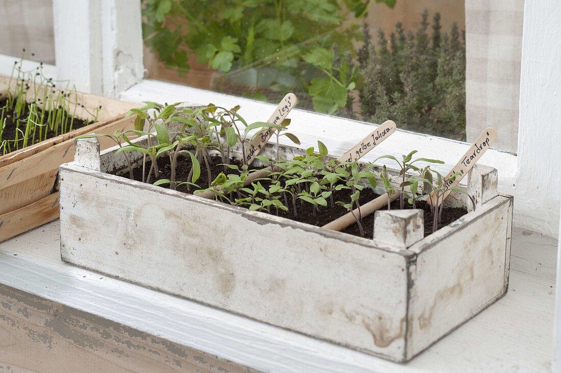 Tomato sowing on the windowsill