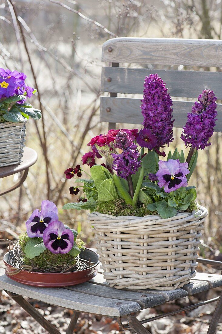 Hyacinthus 'Purple Sensation' (Hyazinthen), Primula elatior (Hohe Primel)