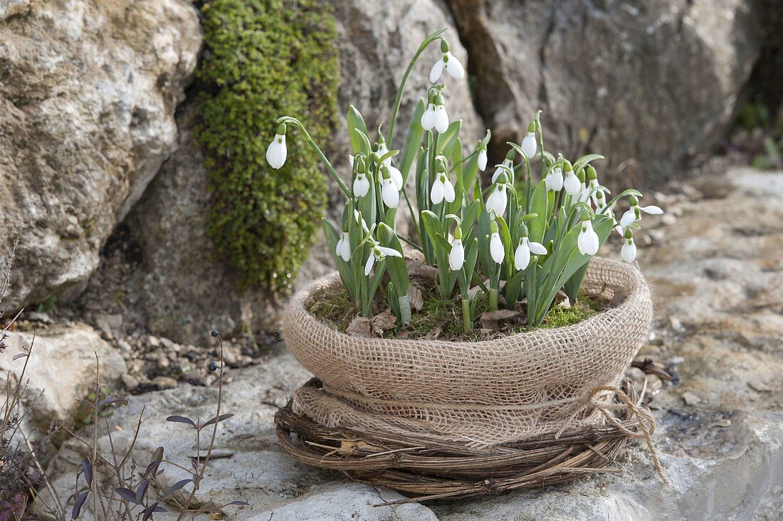 Galanthus nivalis (Schneeglöckchen) in Schale, mit Rupfen verpackt