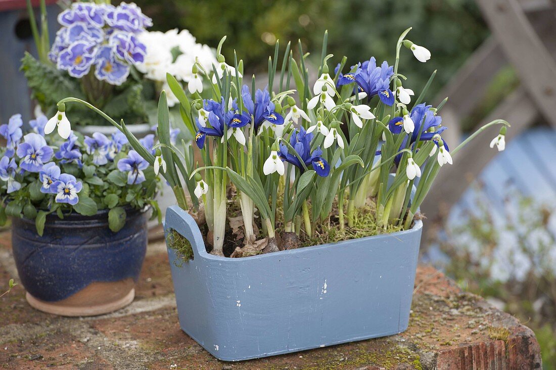 Holzkasten mit Iris reticulata (Netziris) und Galanthus nivalis