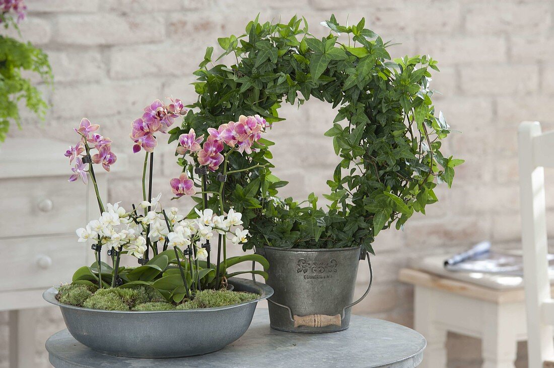 Zinc bowl with phalaenopsis and mini phalaenopsis