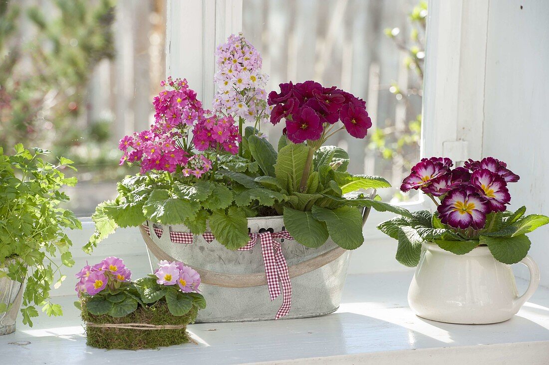 Primula acaulis, elatior and malacoides on the windowsill