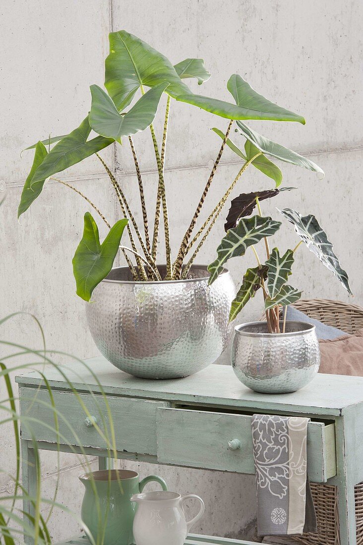 Alocasia zebrina, with striped stems and A. 'Polly'