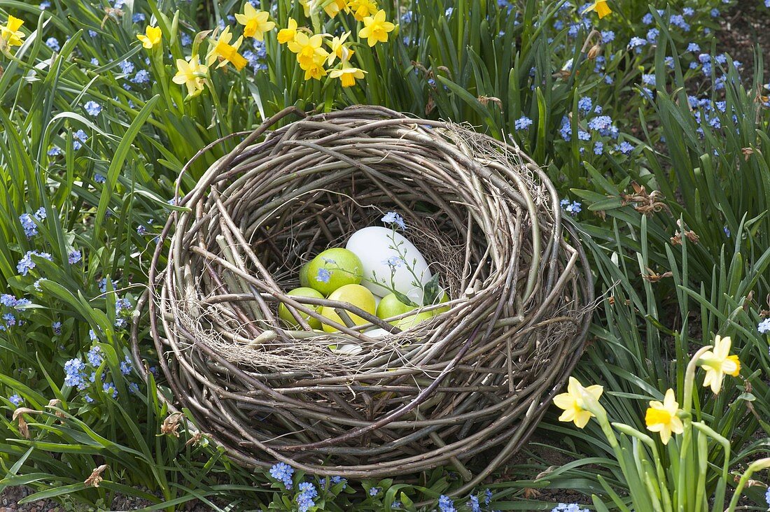 From willow branches homemade Easter nest between Myosotis