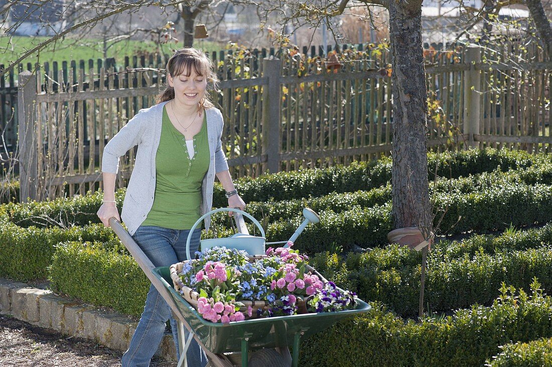 Frau mit Schubkarre voller Frühlingsblumen zum Einpflanzen