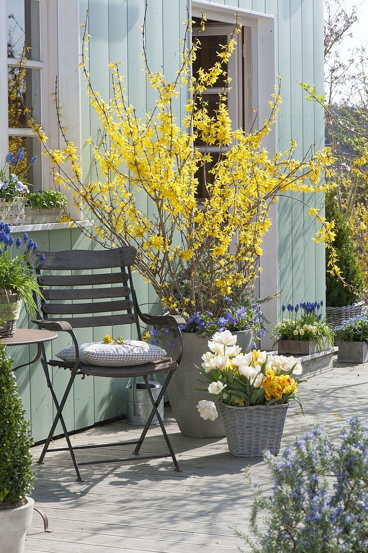 Blooming forsythia on the terrace