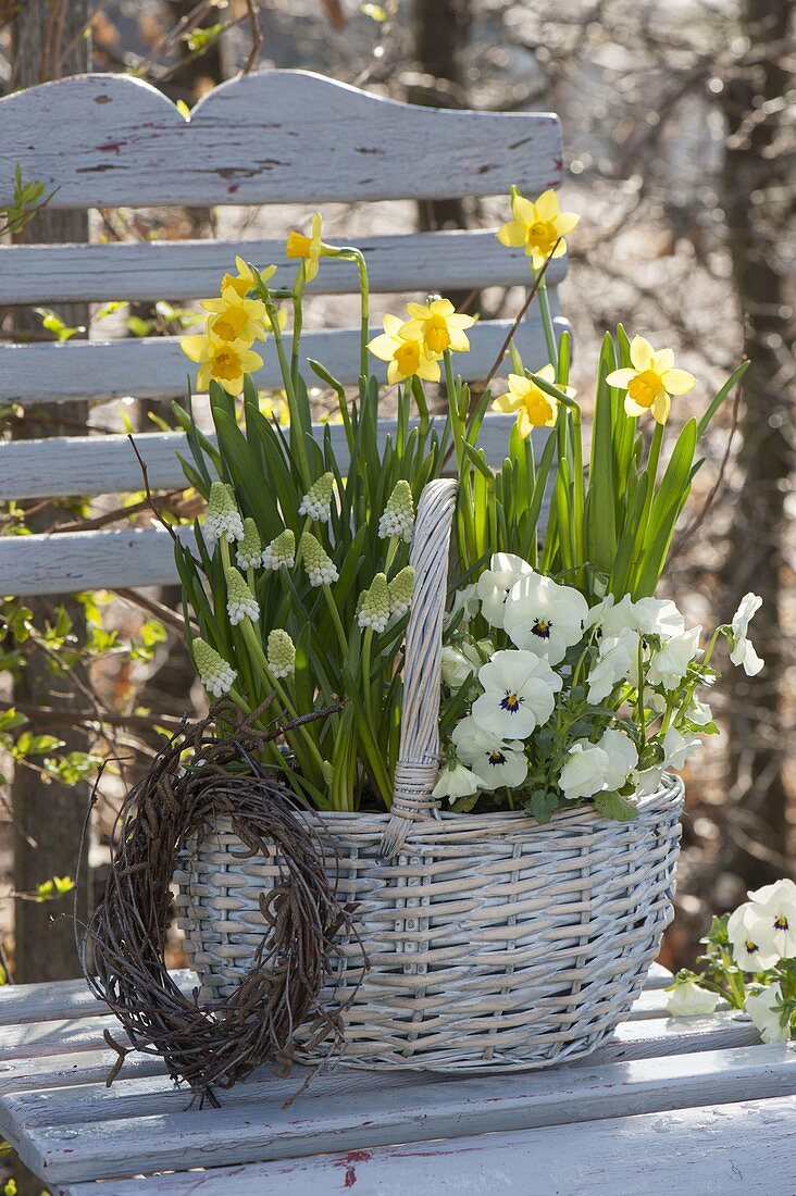 Weisser Henkelkorb bepflanzt mit Viola cornuta (Hornveilchen), Muscari 'Alba'