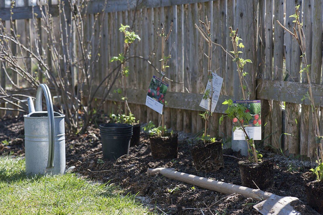 Woman planting berry bushes bed on fence