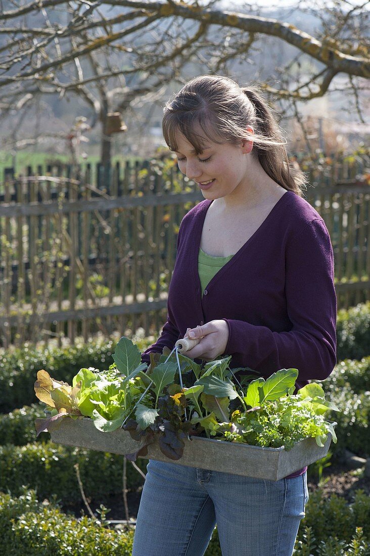 Plant the bed in the organic garden with lettuce, kohlrabi, horned violet and parsley