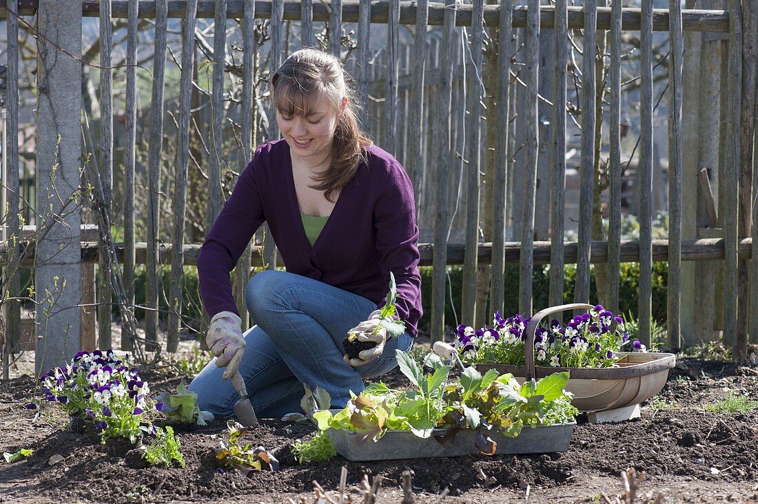 Beet im Biogarten mit Salat, Kohlrabi, Hornveilchen und Petersilie bepflanzen