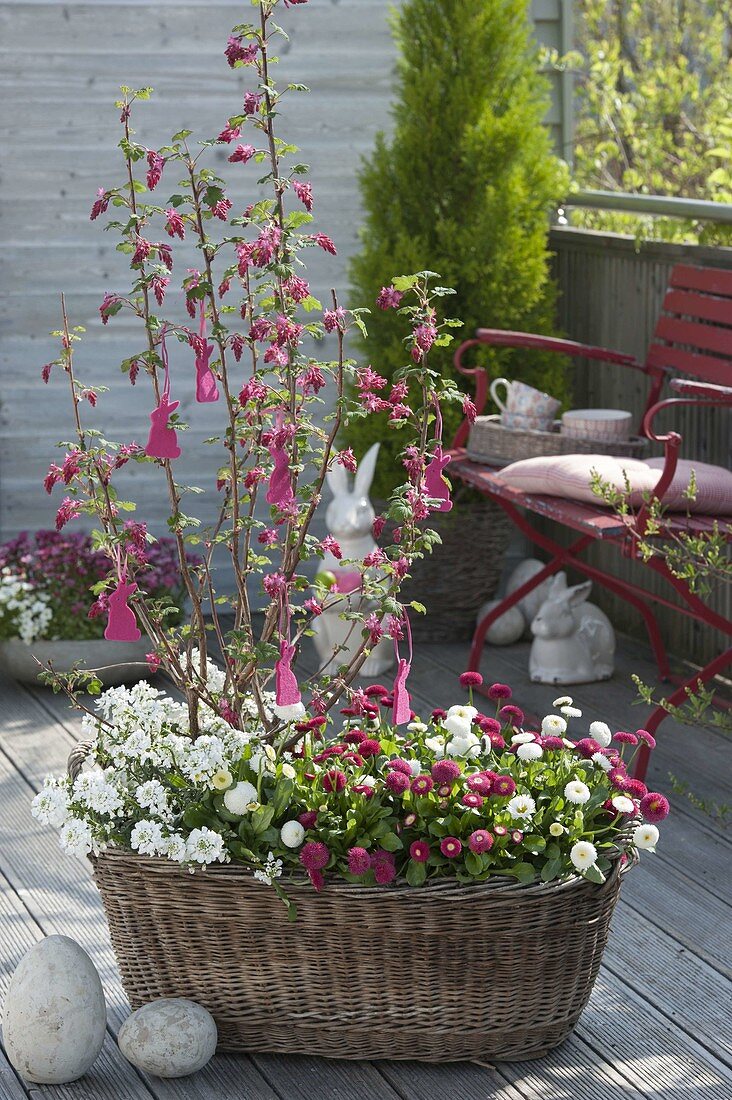 Old laundry basket planted with spring bloomers