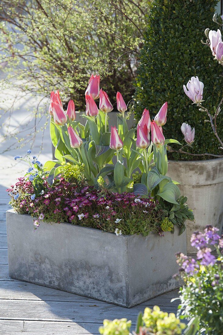 Gray box with Saxifraga arendsii and Tulipa 'Plaisir'