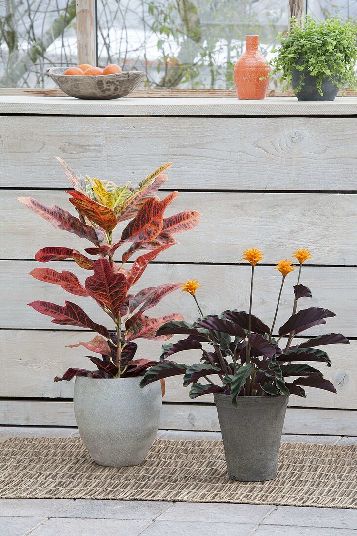 Codiaeum (Kroton) Tuff und Calathea crocata (Bluetenmarante)