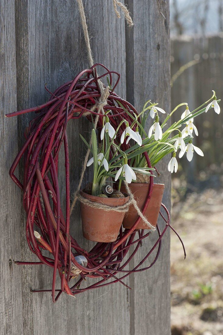 Cornus sanguinea wreath, Galanthus nivalis