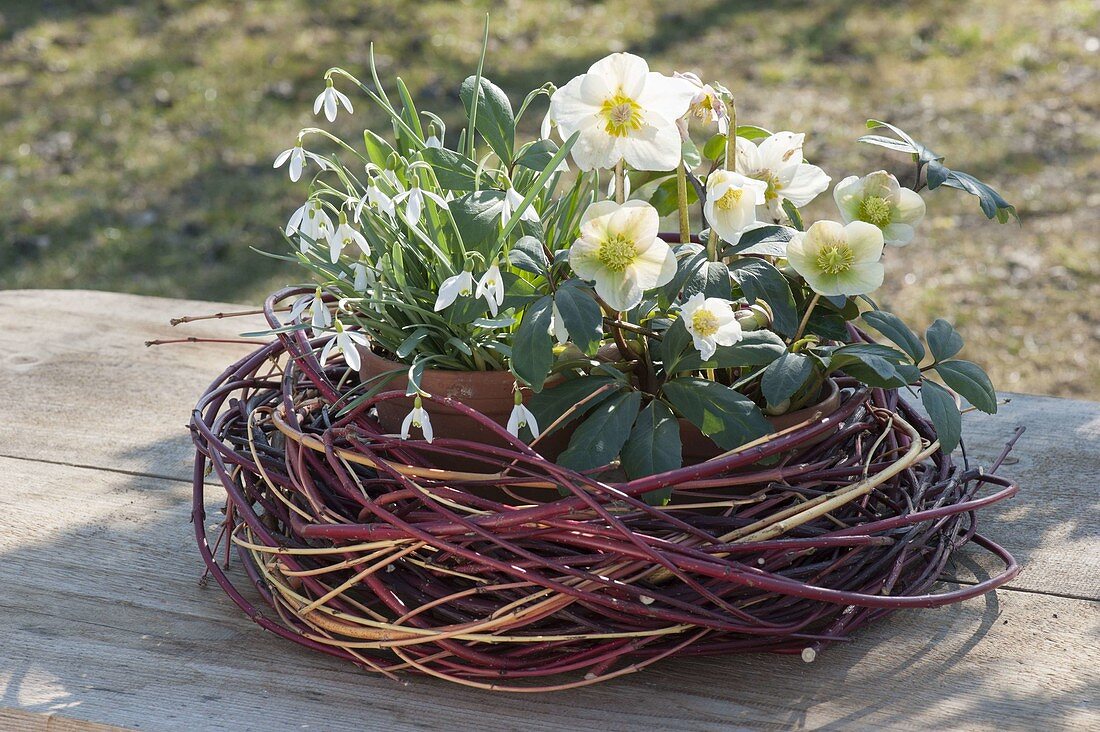 Galanthus nivalis, Helleborus niger