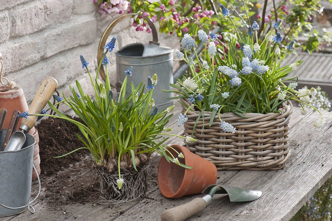 Plant Still, Muscari Aucheri 'Magic Blue', 'Magic White'