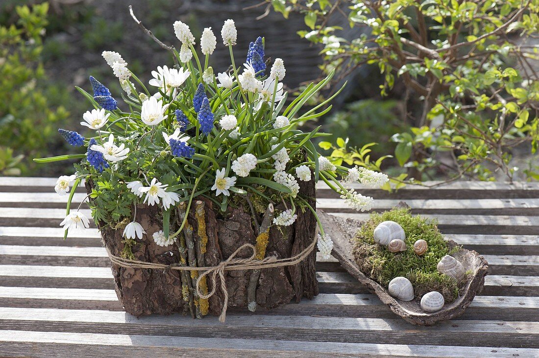 Muscari Aucheri 'Blue Magic' and Botryoides 'Album'