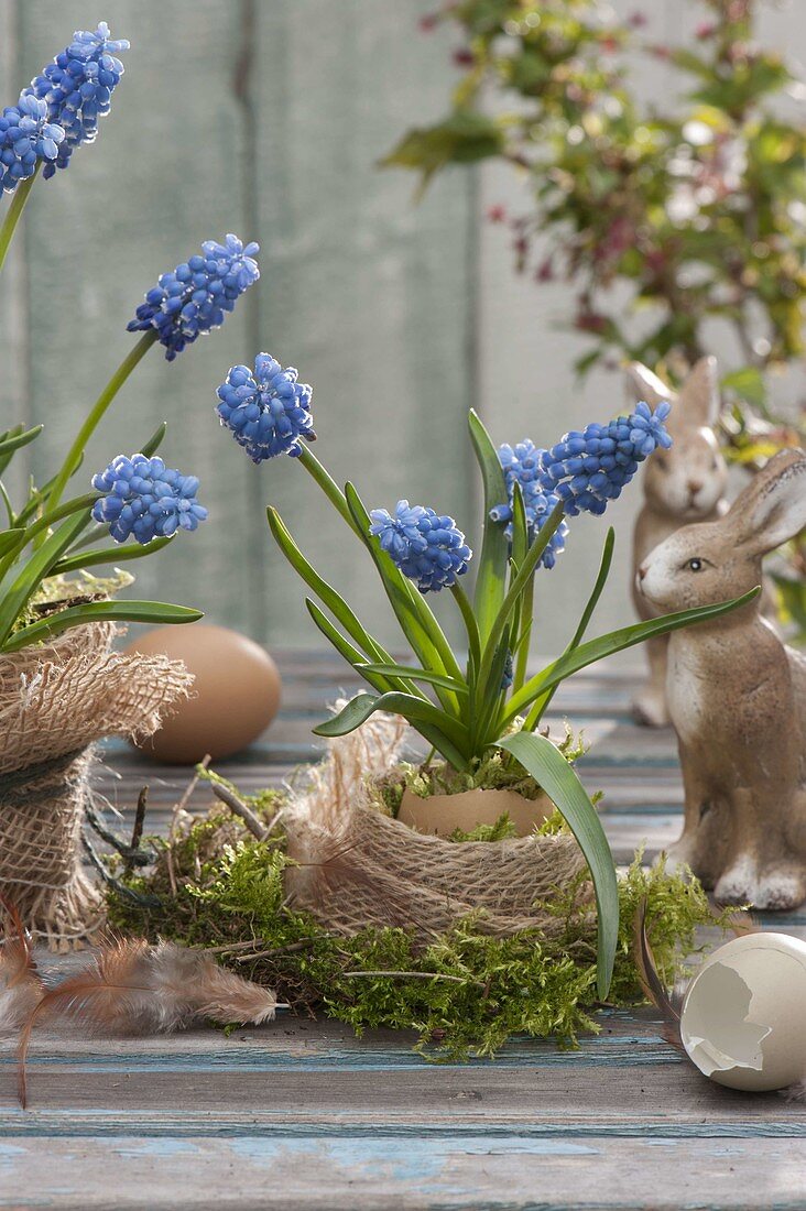 Muscari aucheri 'Blue Magic' in blown egg