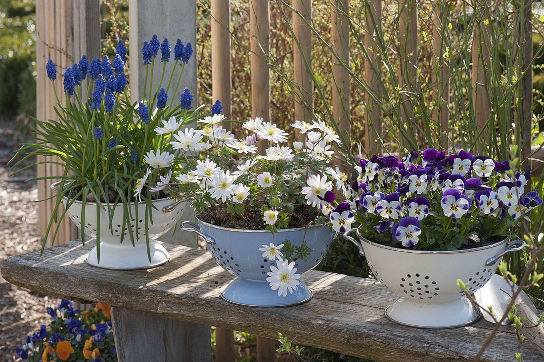 Muscari armeniacum 'Blue Pearl', Anemone blanda