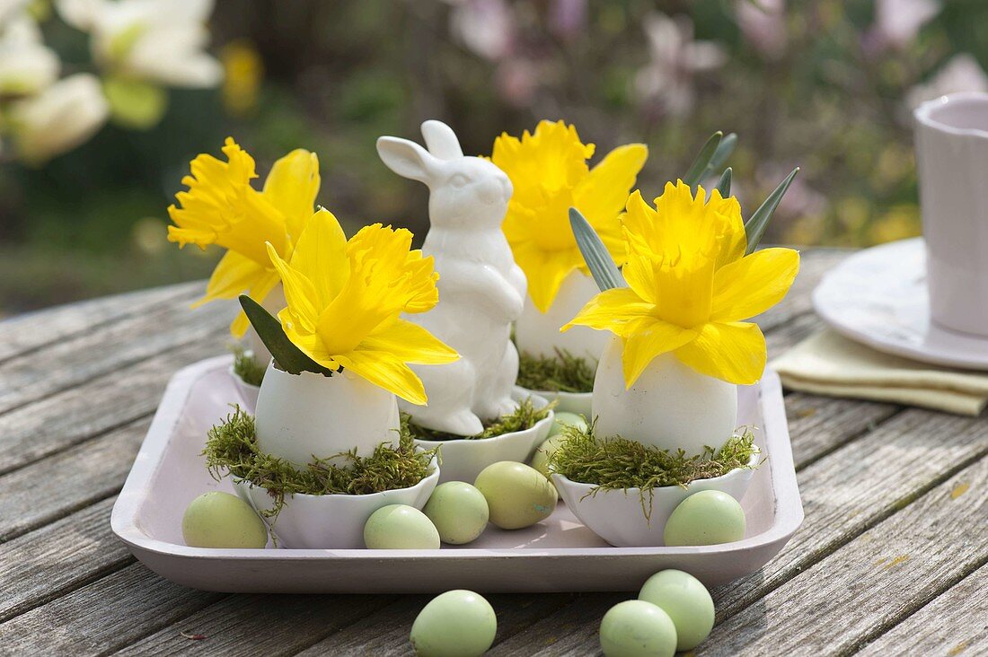 Blüten von Narcissus (Narzissen) in Eiern als Vase, Schälchen mit Moos