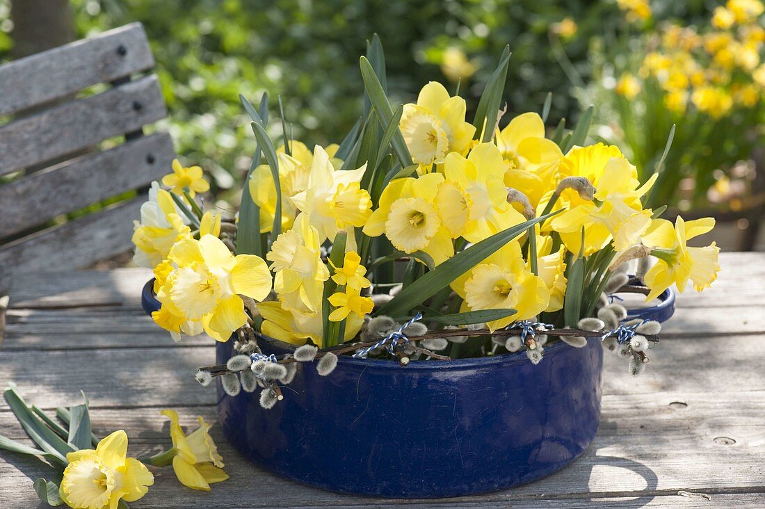 Narcissus in blue enamel pot with catkins mesh