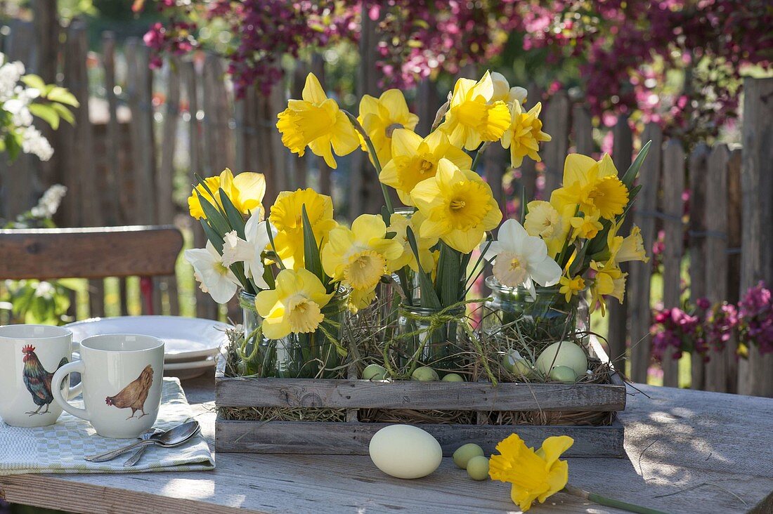 Ländliche Osterdeko mit Narcissus (Narzissen) in Einmachgläsern