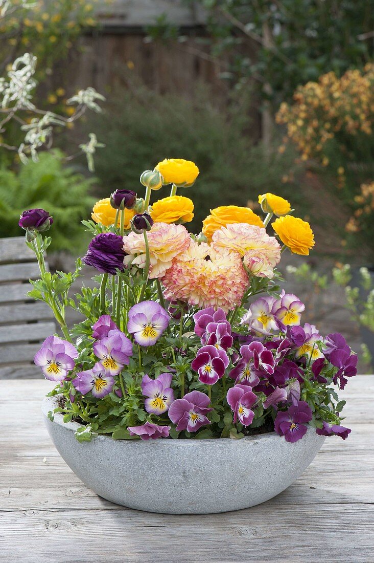 Concrete bowl with viola cornuta 'Valentine' 'Lilac Rose'