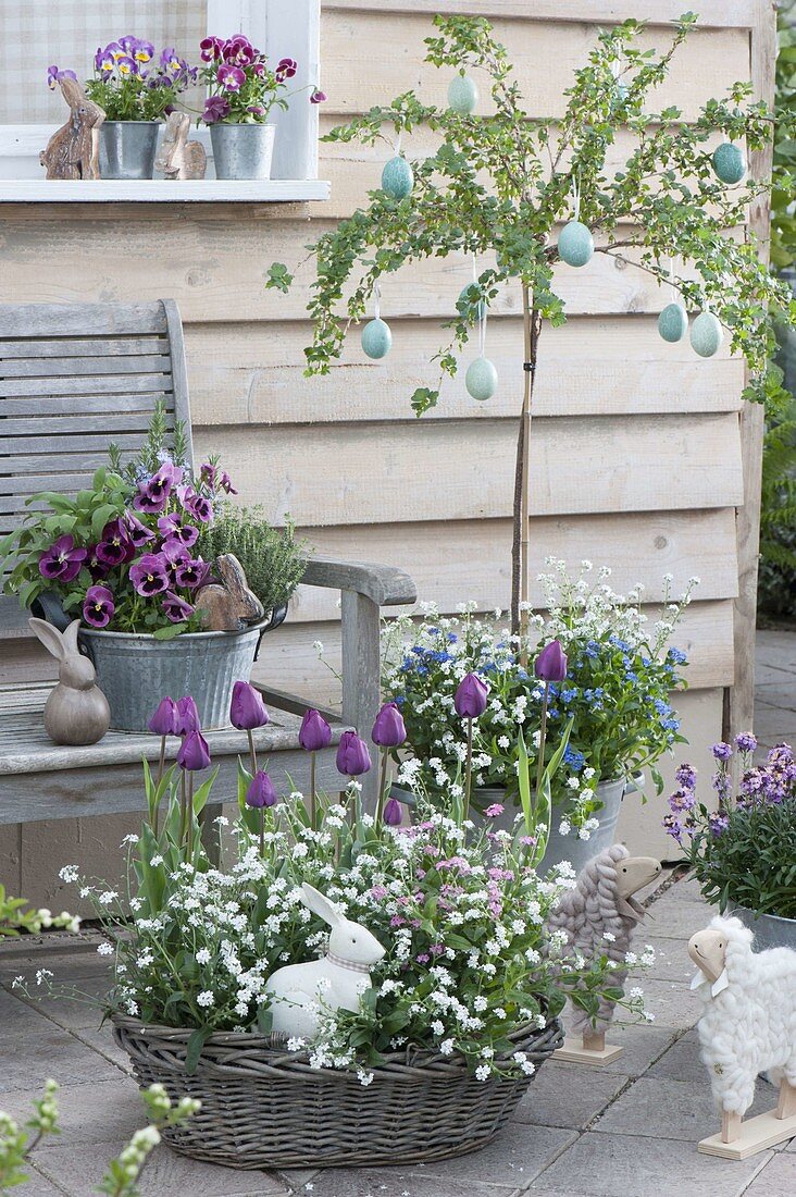 Korb mit Tulipa 'Negrita' (Tulpen), Myosotis (Vergissmeinnicht), Stachelbee