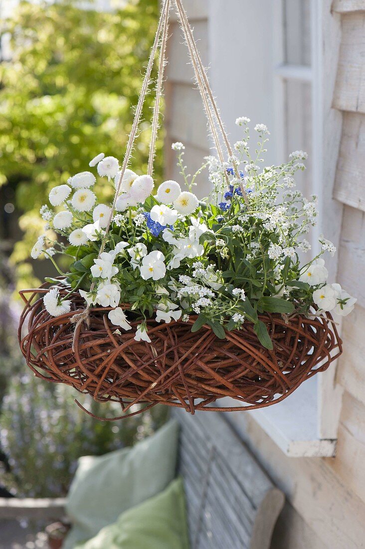 Wreath from Cornus branches converted to hanging basket