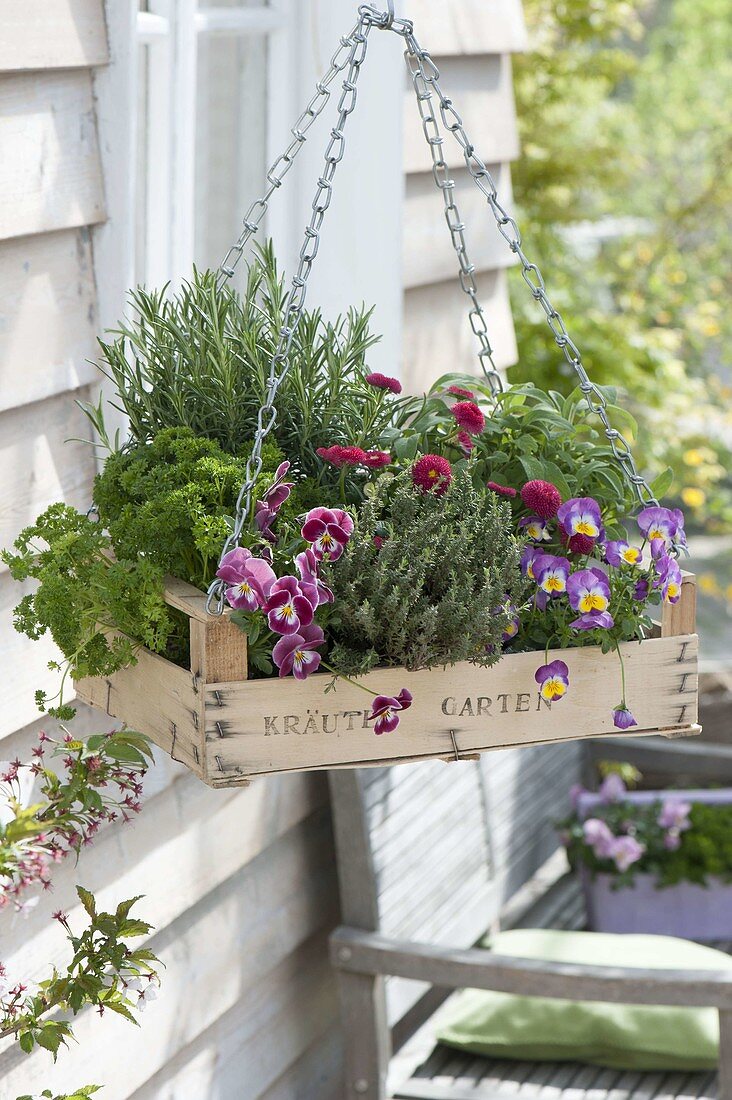 Fruits converted to hanging herb garden