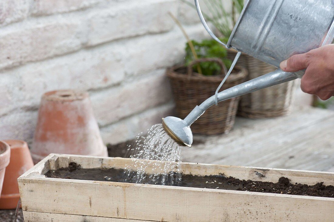 Growing cornflowers in a wooden box