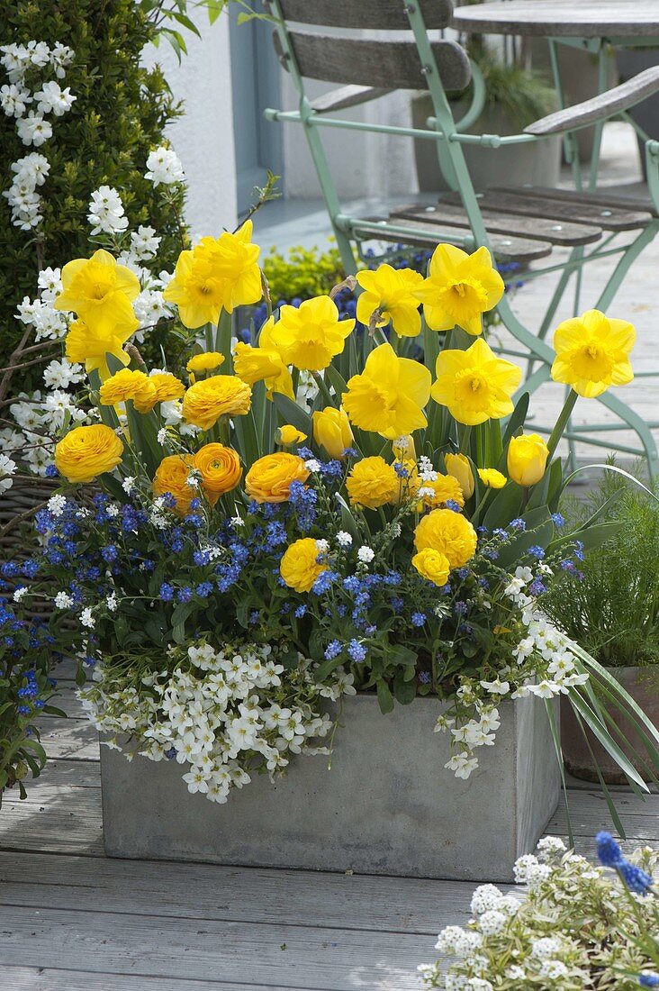 Grauer Kasten mit Narzissus (Narzissen), Ranunculus (Ranunkeln), Myosotis