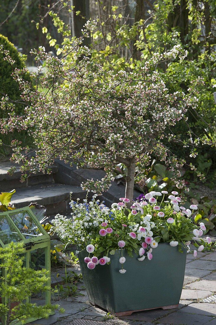 Little ornamental apple stems in different flower stages