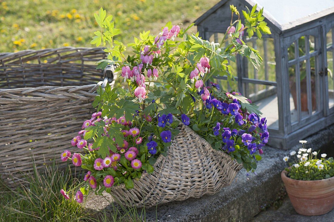 Basket with Dicentra spectabilis, Bellis