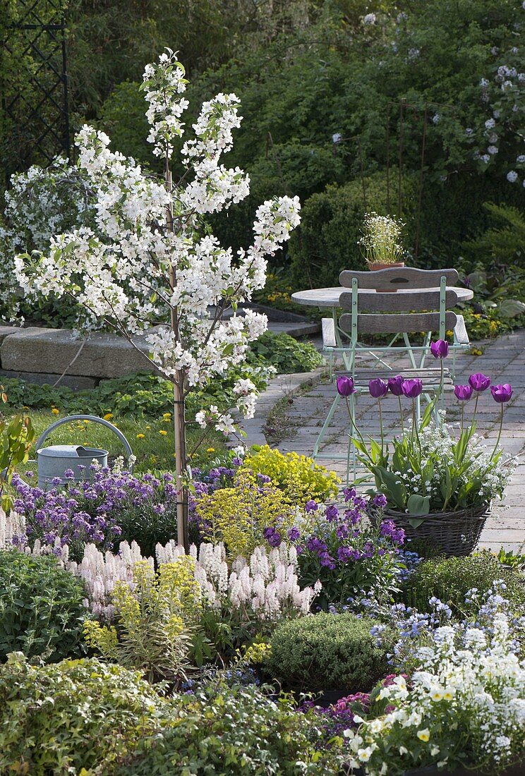 Malus 'Everste' (Zierapfel) mit Tiarella 'Snow Blanket' (Schaumblüte)