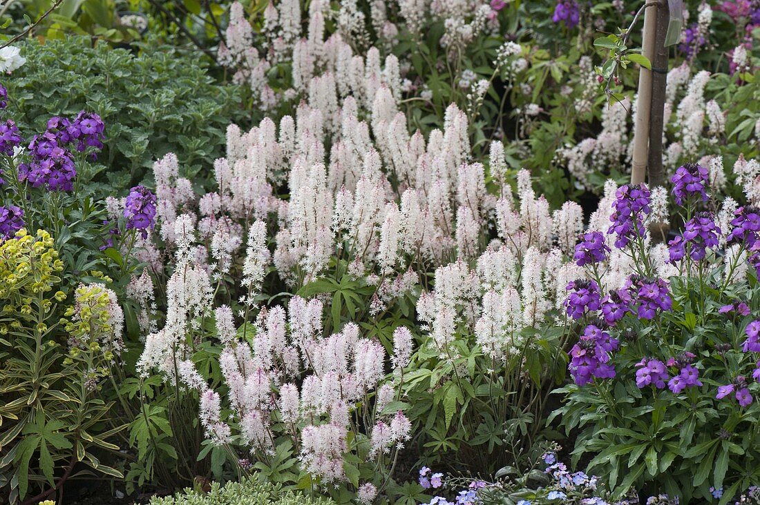 Tiarella 'Snow Blanket' (coolwort) as groundcover