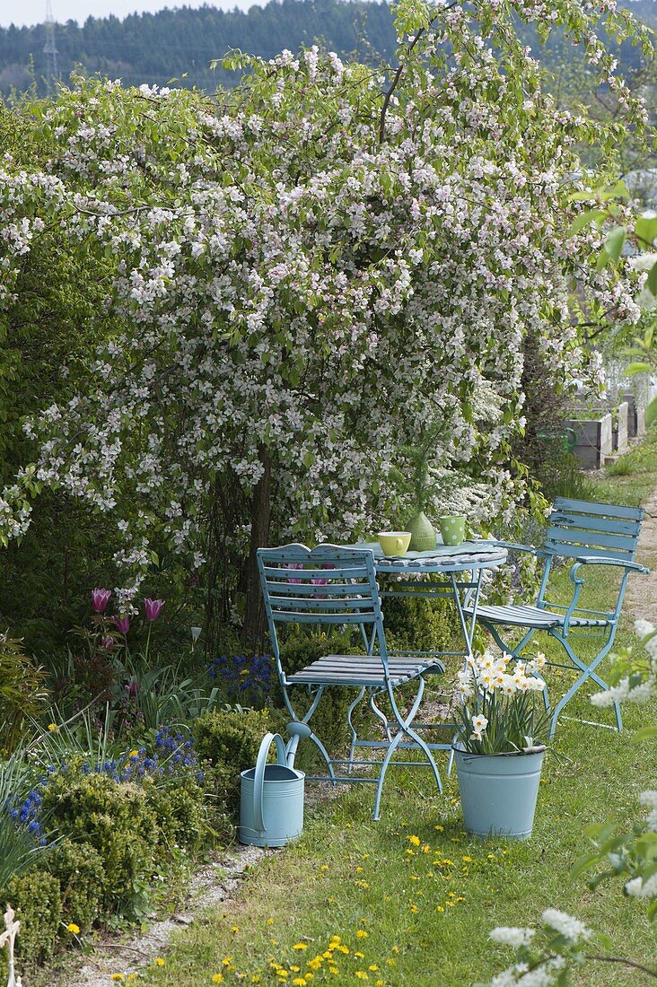 Hanging ornamental apple 'Red Jade' in bloom in the bed