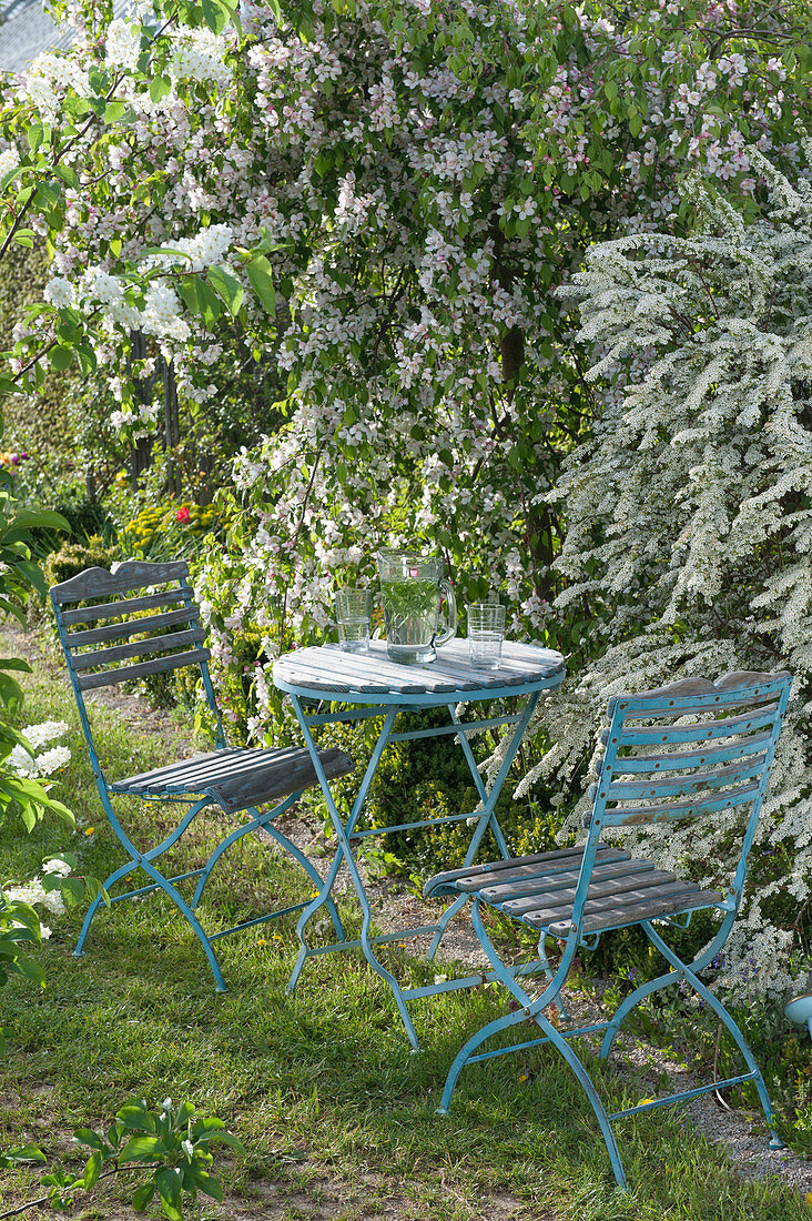 Hanging ornamental apple 'Red Jade' in bloom in the bed