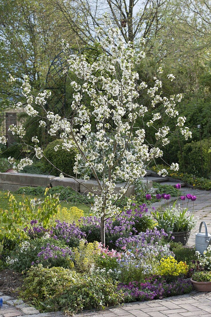 Sour cherry 'Morina', healthy, tasty variety